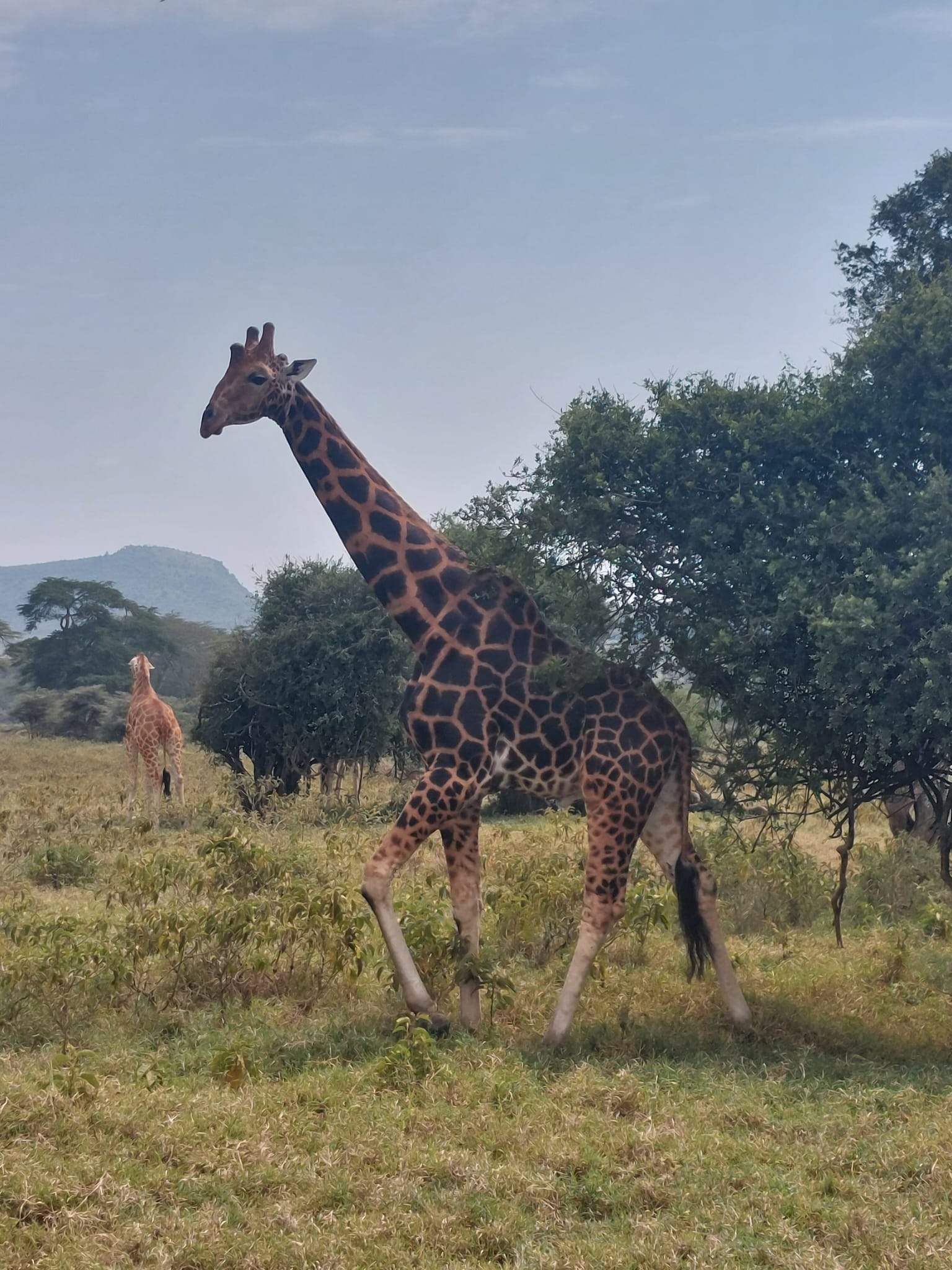 3 Days Tsavo East and Amboseli Safari from Diani Beach