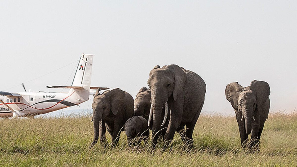 6 Days Tsavo Amboseli Nakuru and Masai Mara Safari