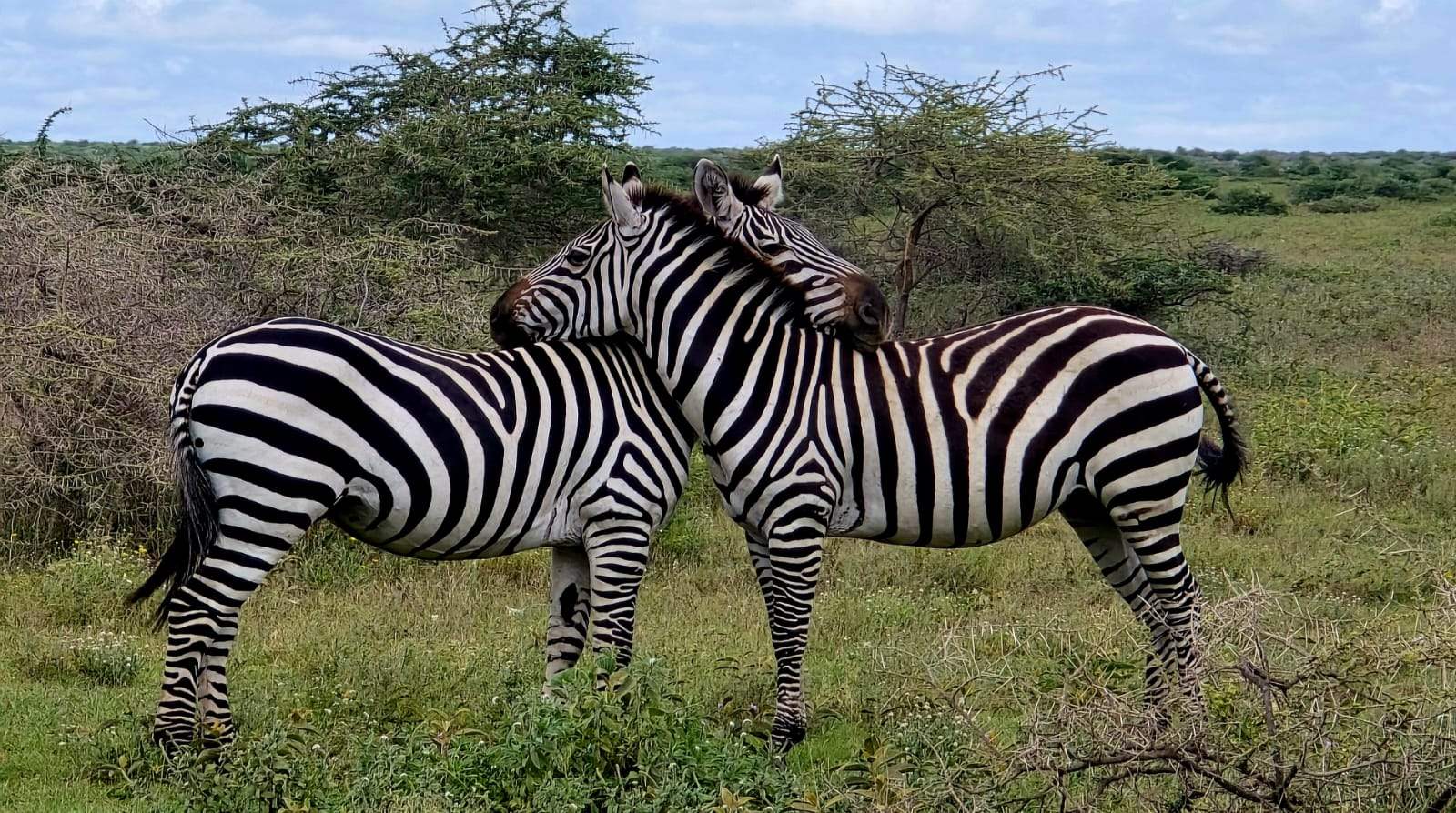 Private safaris from Diani Beach Kenya