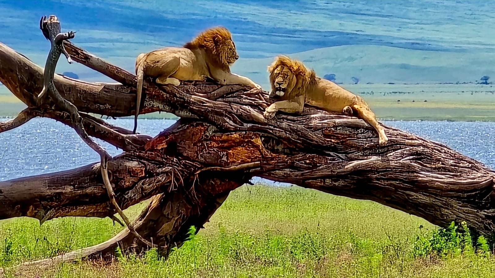 2 Days Tsavo East and Taita Hills Salt Lick Safari from Diani Beach